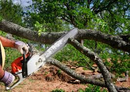 Why Choose Our Tree Removal Services in Cleveland, GA?